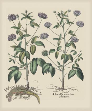 Besler 272 Colored B2